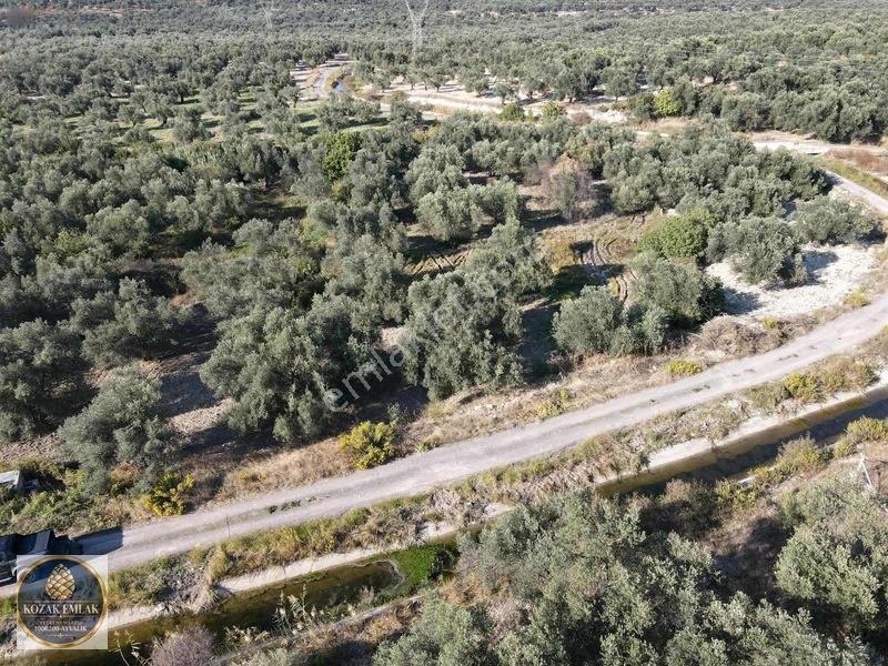 Ayvalık Kazım Karabekirde Satılık 2 Parsel Zeytinlik — fotoğraf 31