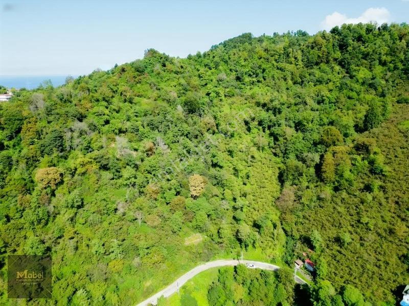 Perşembe Kazancılı Belice Plajına 4dakika Mesafede 2.695m2 Arsa — fotoğraf 21