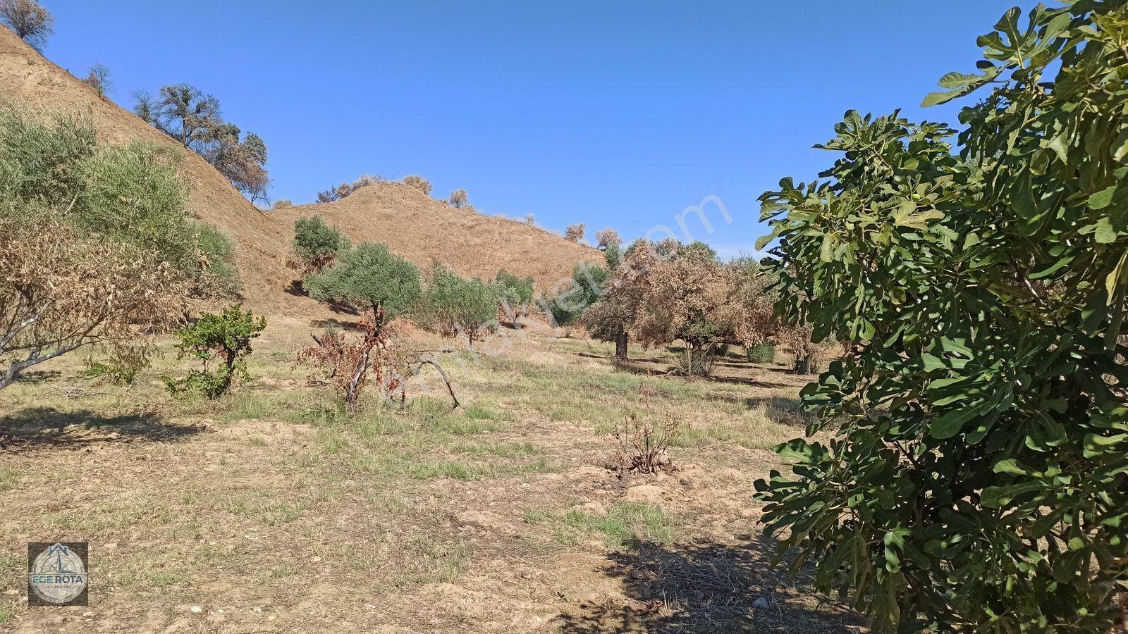 Nazilli - Bozyurt'ta, İmara Yakın, Satılık 16 Dönüm Bahçe — fotoğraf 2