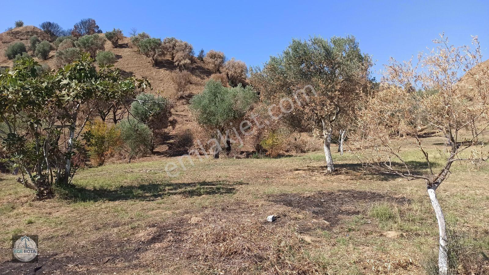 Nazilli - Bozyurt'ta, İmara Yakın, Satılık 16 Dönüm Bahçe — fotoğraf 3