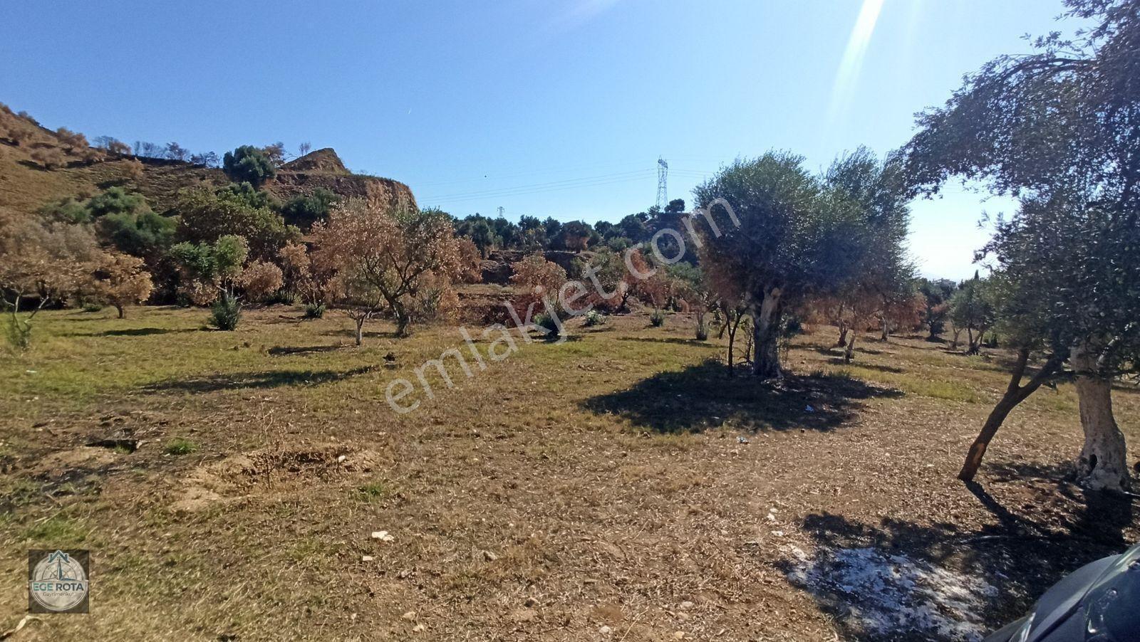 Nazilli - Bozyurt'ta, İmara Yakın, Satılık 16 Dönüm Bahçe — fotoğraf 5