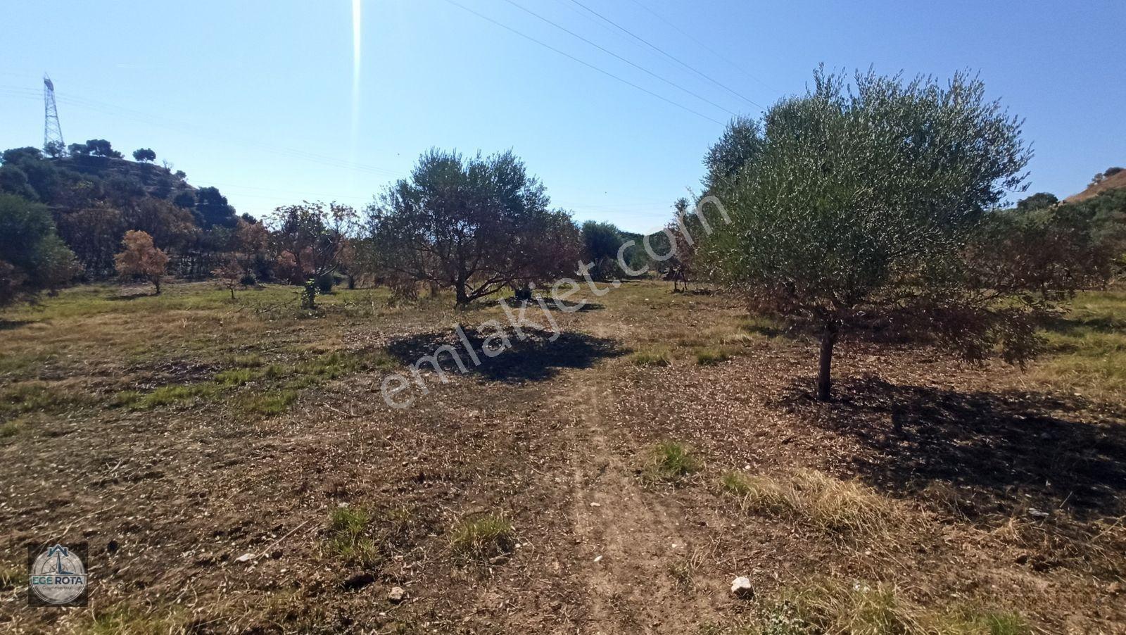 Nazilli - Bozyurt'ta, İmara Yakın, Satılık 16 Dönüm Bahçe — fotoğraf 6