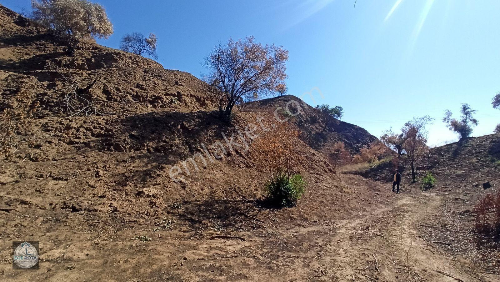 Nazilli - Bozyurt'ta, İmara Yakın, Satılık 16 Dönüm Bahçe — fotoğraf 7