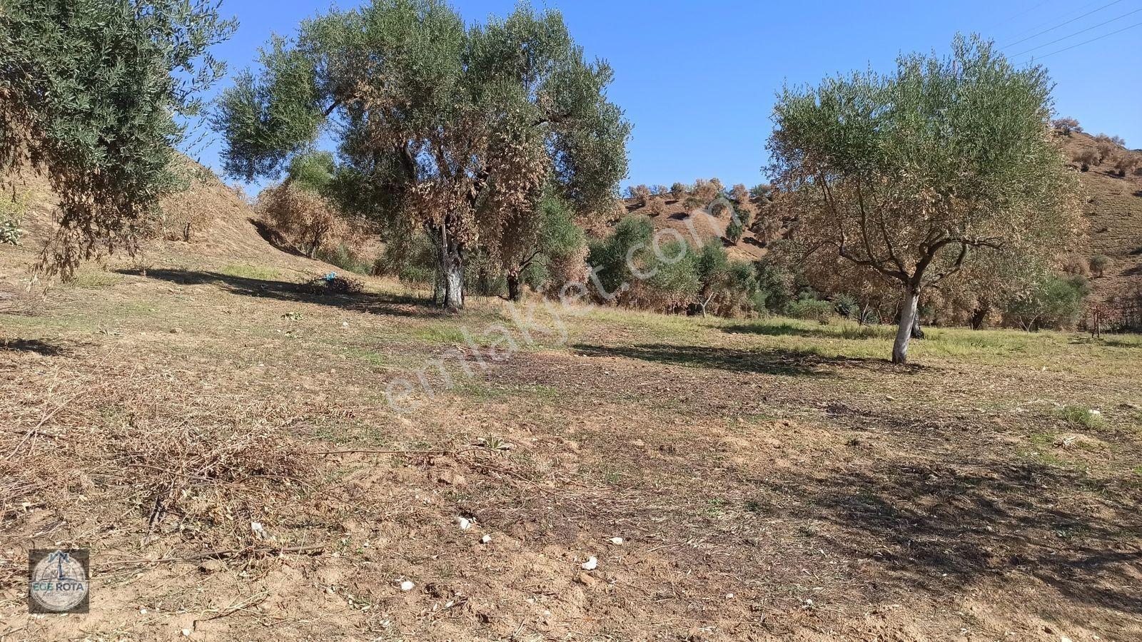 Nazilli - Bozyurt'ta, İmara Yakın, Satılık 16 Dönüm Bahçe — fotoğraf 8