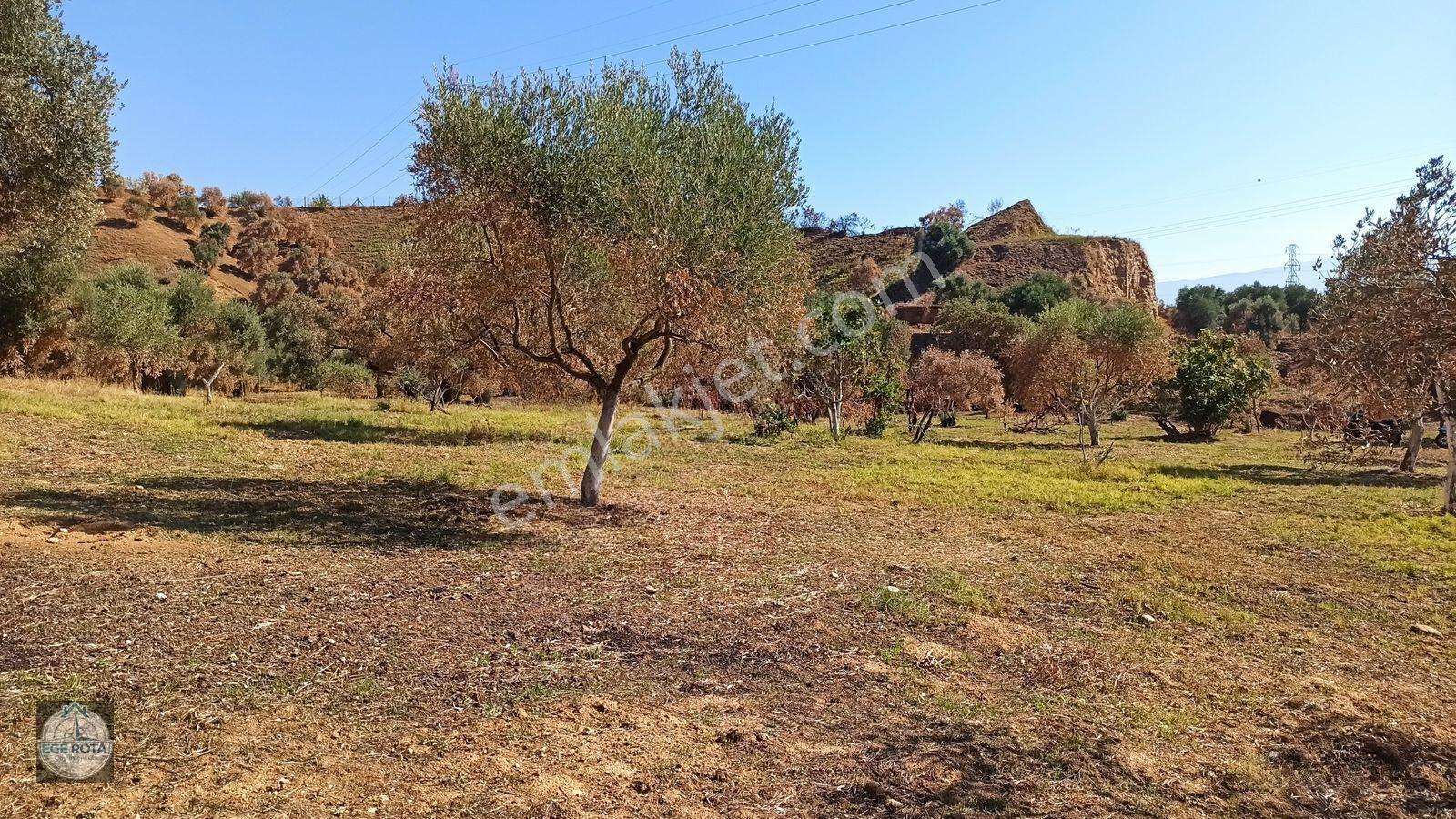 Nazilli - Bozyurt'ta, İmara Yakın, Satılık 16 Dönüm Bahçe — fotoğraf 9