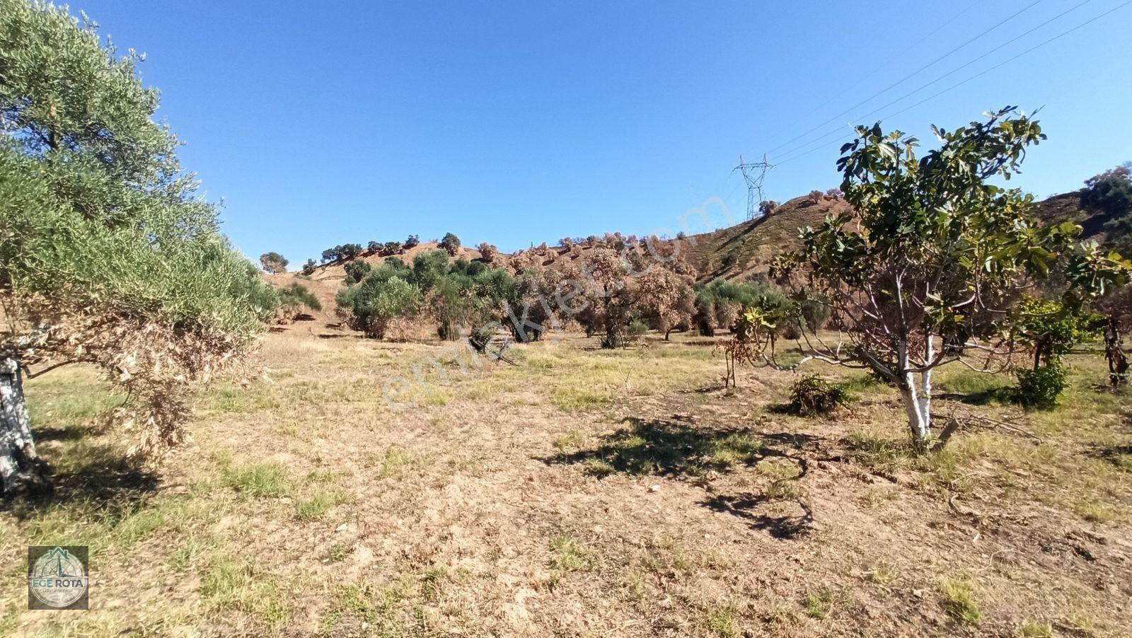 Nazilli - Bozyurt'ta, İmara Yakın, Satılık 16 Dönüm Bahçe — fotoğraf 10