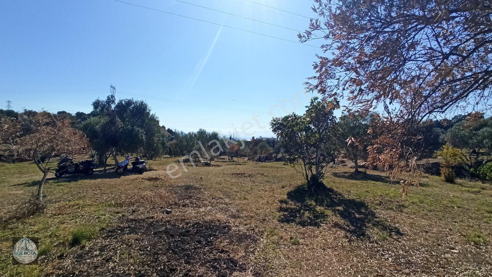 Nazilli - Bozyurt'ta, İmara Yakın, Satılık 16 Dönüm Bahçe — fotoğraf 11