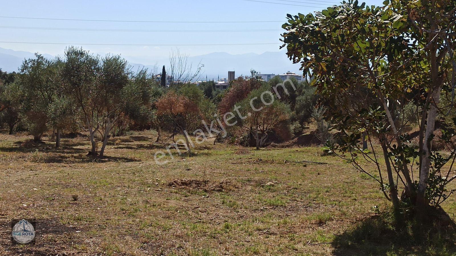 Nazilli - Bozyurt'ta, İmara Yakın, Satılık 16 Dönüm Bahçe — fotoğraf 12