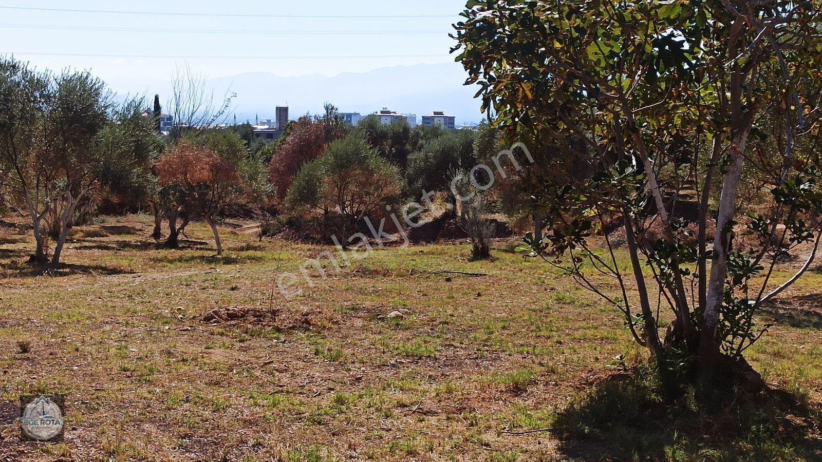 Nazilli - Bozyurt'ta, İmara Yakın, Satılık 16 Dönüm Bahçe — fotoğraf 13