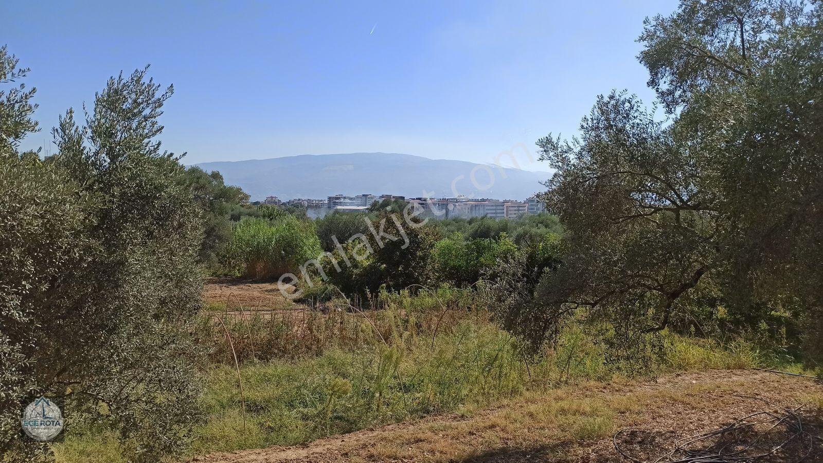 Nazilli - Bozyurt'ta, İmara Yakın, Satılık 16 Dönüm Bahçe — fotoğraf 15