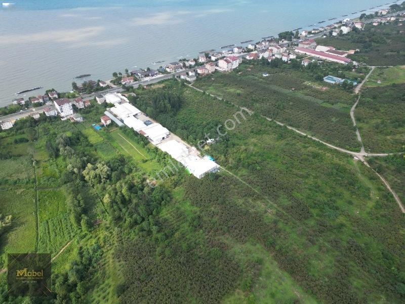 Ordu Fatsa Yenipazarda 3 Kat Konut İmarlı Villalık 460 M2 Arsa — fotoğraf 11
