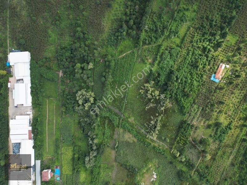 Ordu Fatsa Yenipazarda 3 Kat Konut İmarlı Villalık 460 M2 Arsa — fotoğraf 13