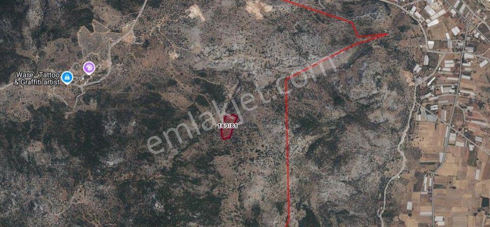 Stop’Tan Seydikemer Dodurga'Da 13.259 M² Satılık Zeytinlik