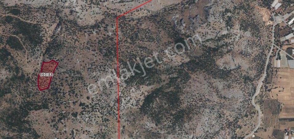 Stop’tan Seydikemer Dodurga'da 13.259 M² Satılık Zeytinlik — fotoğraf 3