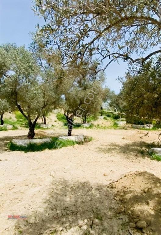 Kirazlı Yolunda Merkeze Yakın Müstakil Tapulu 2426m2 Zeytinlik — fotoğraf 5