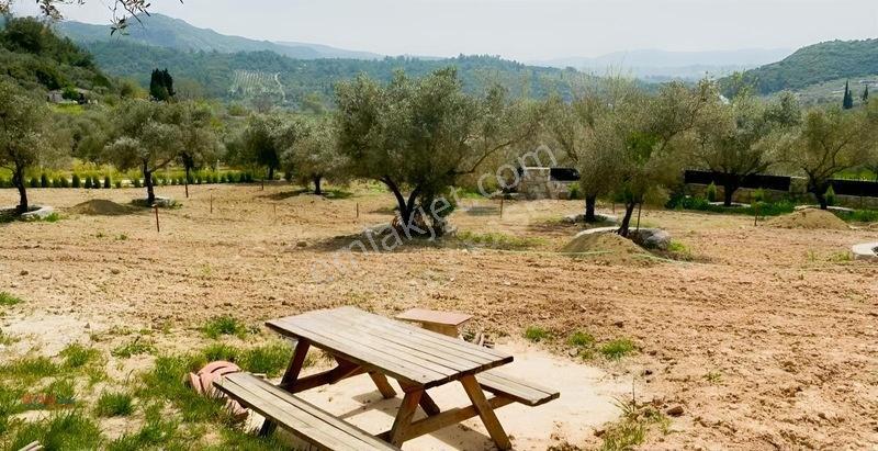Kirazlı Yolunda Merkeze Yakın Müstakil Tapulu 2426m2 Zeytinlik — fotoğraf 6