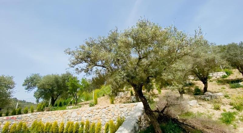 Kirazlı Yolunda Merkeze Yakın Müstakil Tapulu 2426m2 Zeytinlik — fotoğraf 7