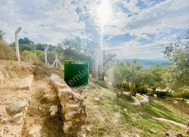 Kirazlı Yolunda Merkeze Yakın Müstakil Tapulu 2426m2 Zeytinlik — fotoğraf 9