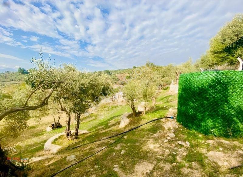 Kirazlı Yolunda Merkeze Yakın Müstakil Tapulu 2426m2 Zeytinlik — fotoğraf 10
