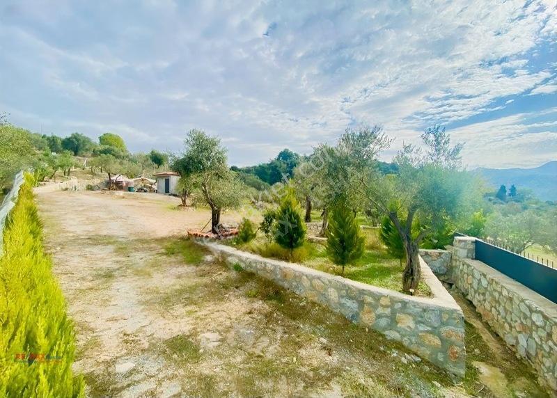 Kirazlı Yolunda Merkeze Yakın Müstakil Tapulu 2426m2 Zeytinlik — fotoğraf 13