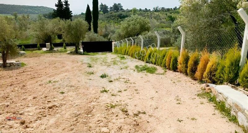 Kirazlı Yolunda Merkeze Yakın Müstakil Tapulu 2426m2 Zeytinlik — fotoğraf 14