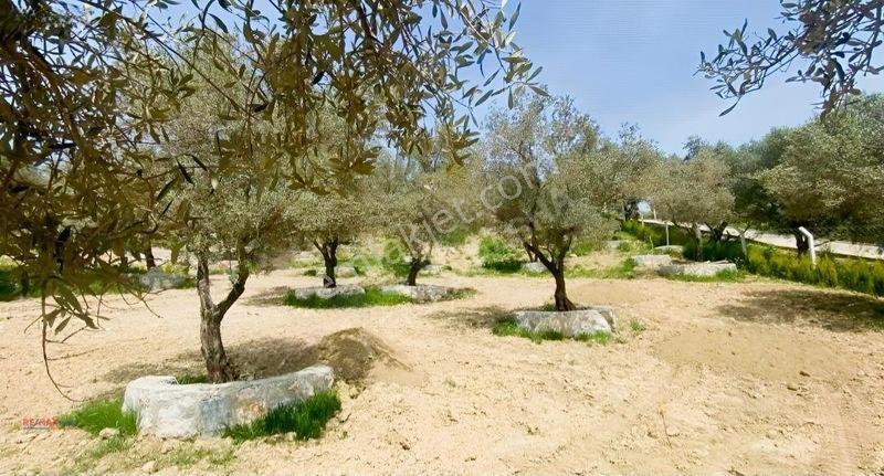 Kirazlı Yolunda Merkeze Yakın Müstakil Tapulu 2426m2 Zeytinlik — fotoğraf 15