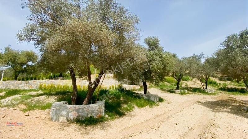 Kirazlı Yolunda Merkeze Yakın Müstakil Tapulu 2426m2 Zeytinlik — fotoğraf 16