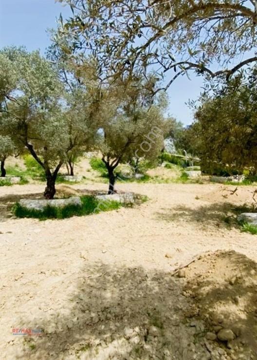 Kirazlı Yolunda Merkeze Yakın Müstakil Tapulu 2426m2 Zeytinlik — fotoğraf 17