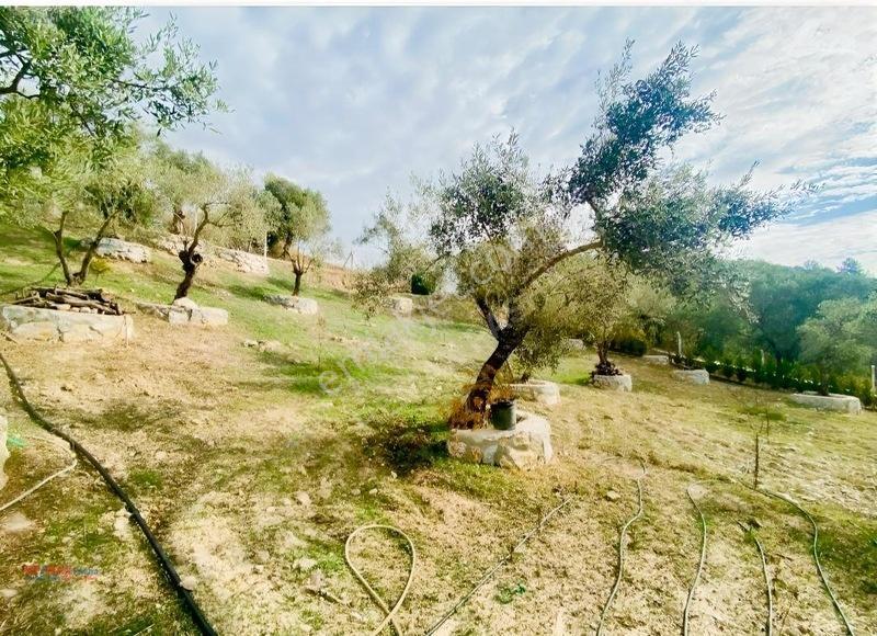 Kirazlı Yolunda Merkeze Yakın Müstakil Tapulu 2426m2 Zeytinlik — fotoğraf 18