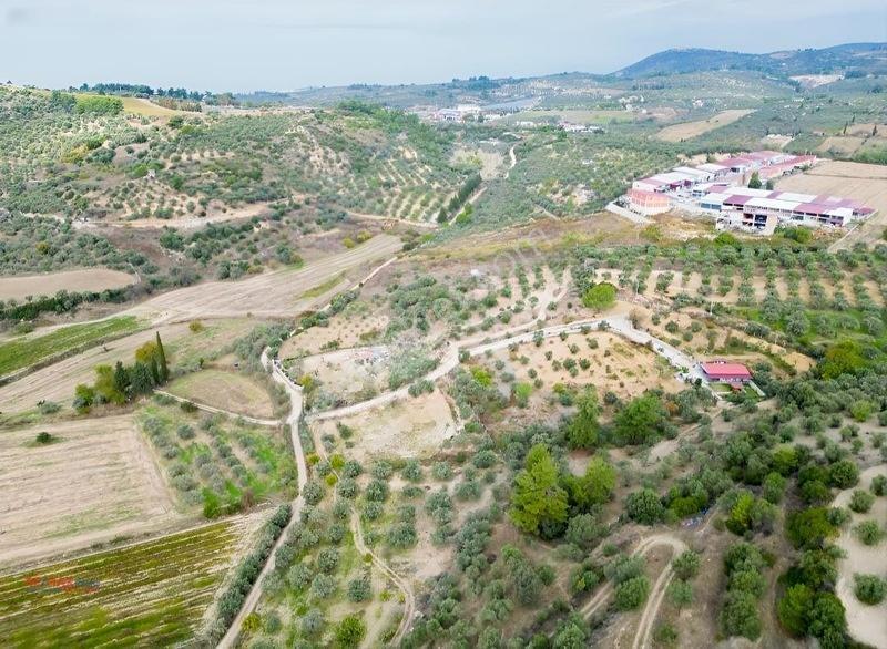 Kirazlı Yolunda Merkeze Yakın Müstakil Tapulu 2426m2 Zeytinlik — fotoğraf 20