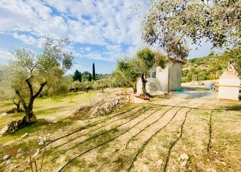 Kirazlı Yolunda Merkeze Yakın Müstakil Tapulu 2426m2 Zeytinlik — fotoğraf 21