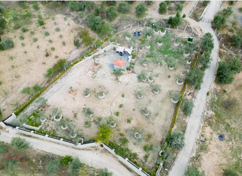 Kirazlı Yolunda Merkeze Yakın Müstakil Tapulu 2426m2 Zeytinlik — fotoğraf 22