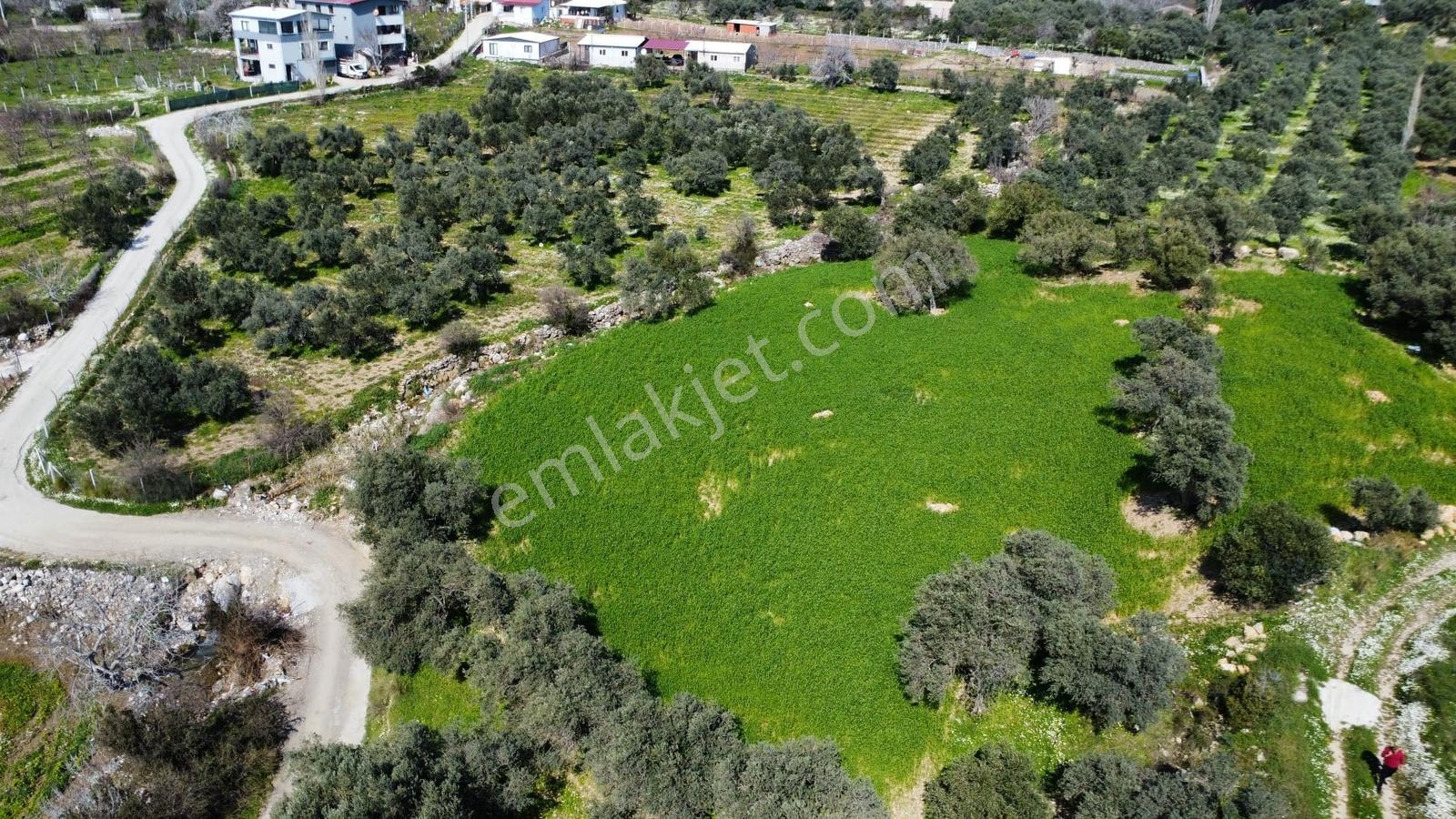 Muga'dan Kemalpaşa Vişnelide 4.380 M2 Satılık Zeytinli Tarla — fotoğraf 2