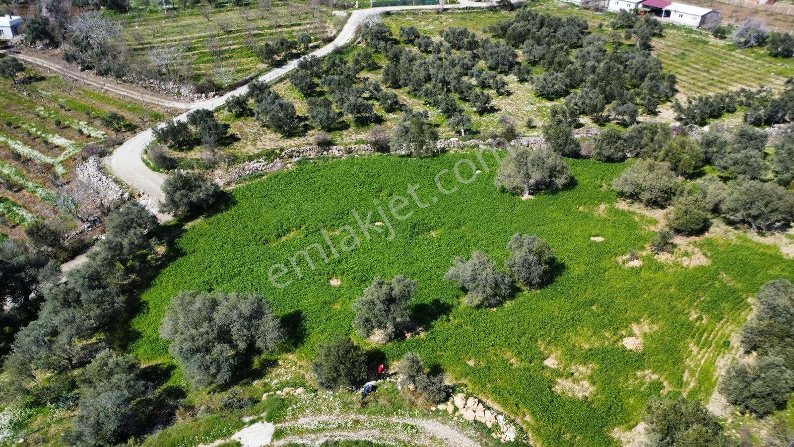 Muga'dan Kemalpaşa Vişnelide 4.380 M2 Satılık Zeytinli Tarla — fotoğraf 3