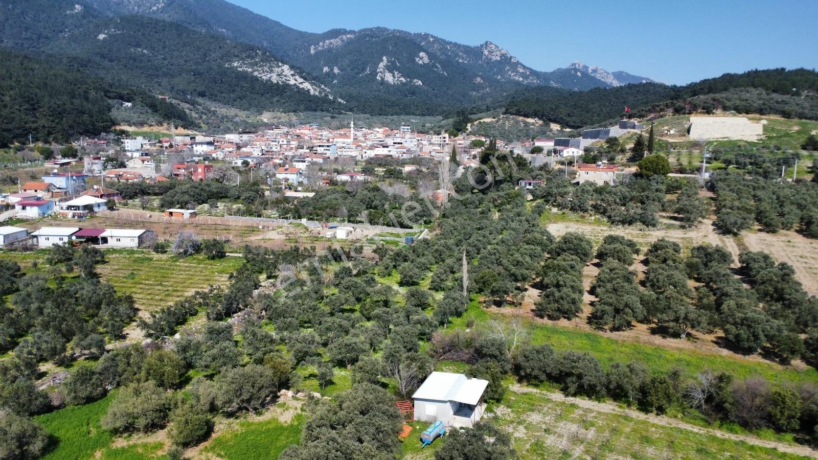 Muga'dan Kemalpaşa Vişnelide 4.380 M2 Satılık Zeytinli Tarla — fotoğraf 4