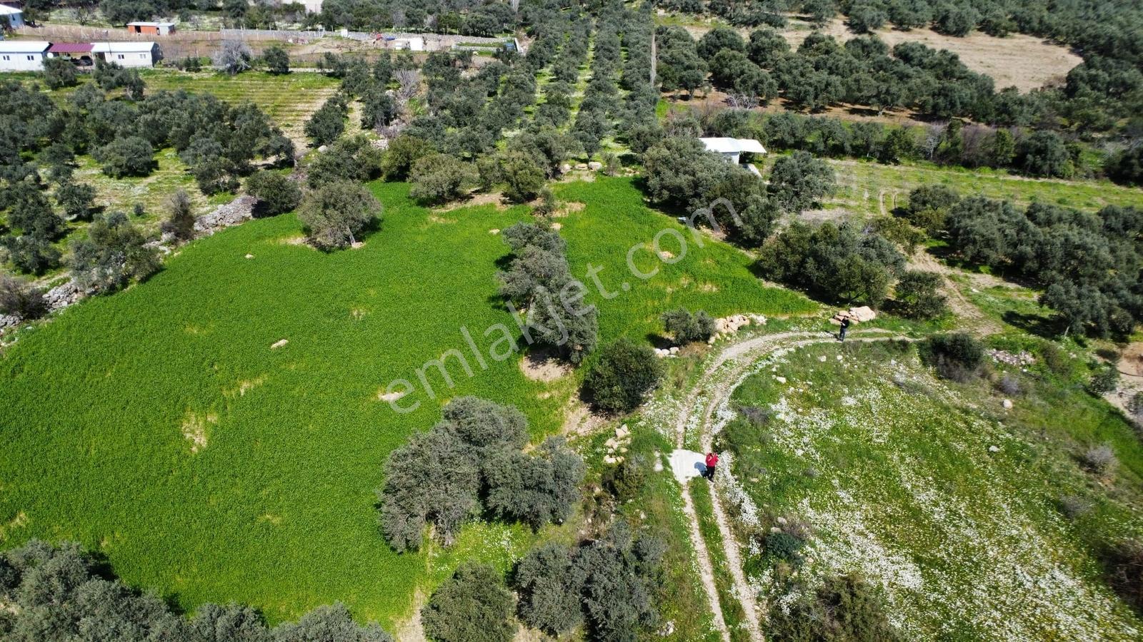 Muga'dan Kemalpaşa Vişnelide 4.380 M2 Satılık Zeytinli Tarla — fotoğraf 6