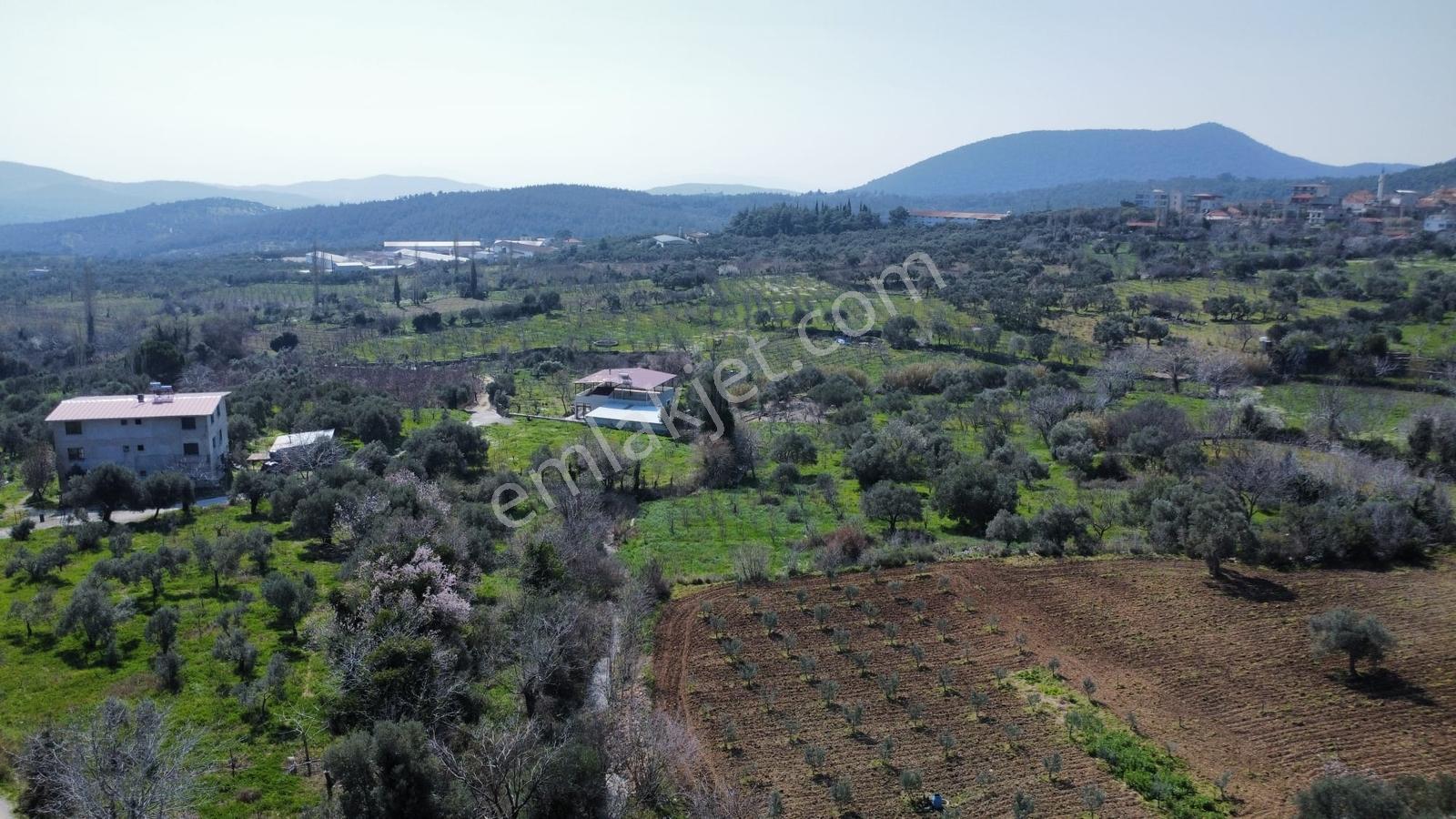 Muga'dan Kemalpaşa Vişnelide 4.380 M2 Satılık Zeytinli Tarla — fotoğraf 7