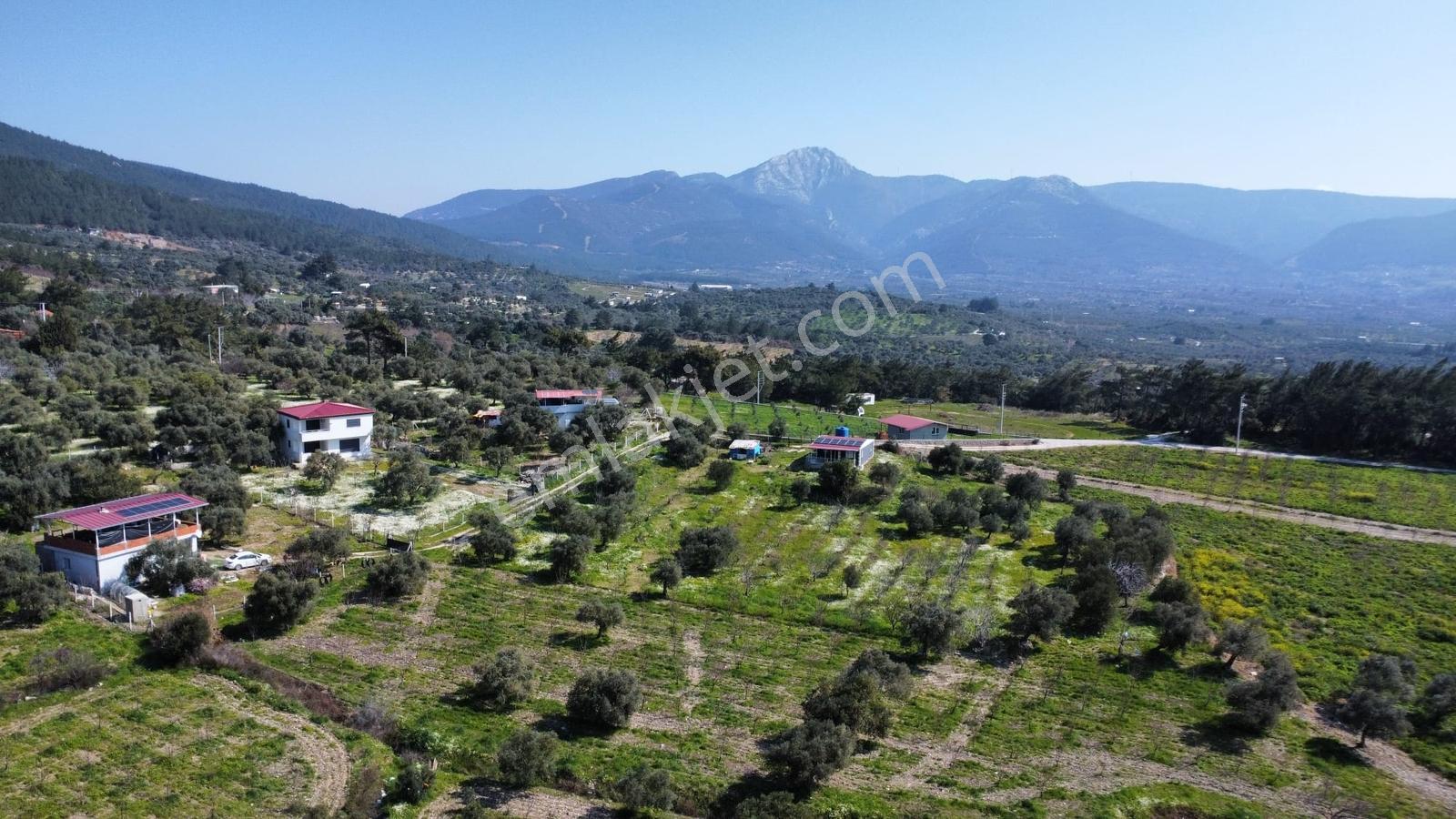 Muga'dan Kemalpaşa Vişnelide 4.380 M2 Satılık Zeytinli Tarla — fotoğraf 8