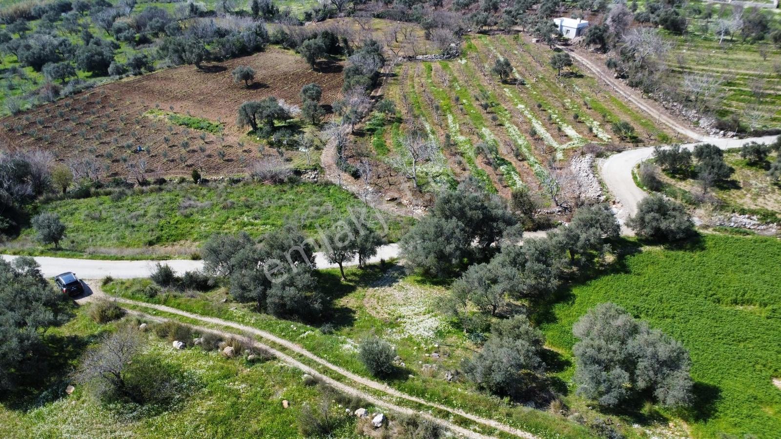 Muga'dan Kemalpaşa Vişnelide 4.380 M2 Satılık Zeytinli Tarla — fotoğraf 9