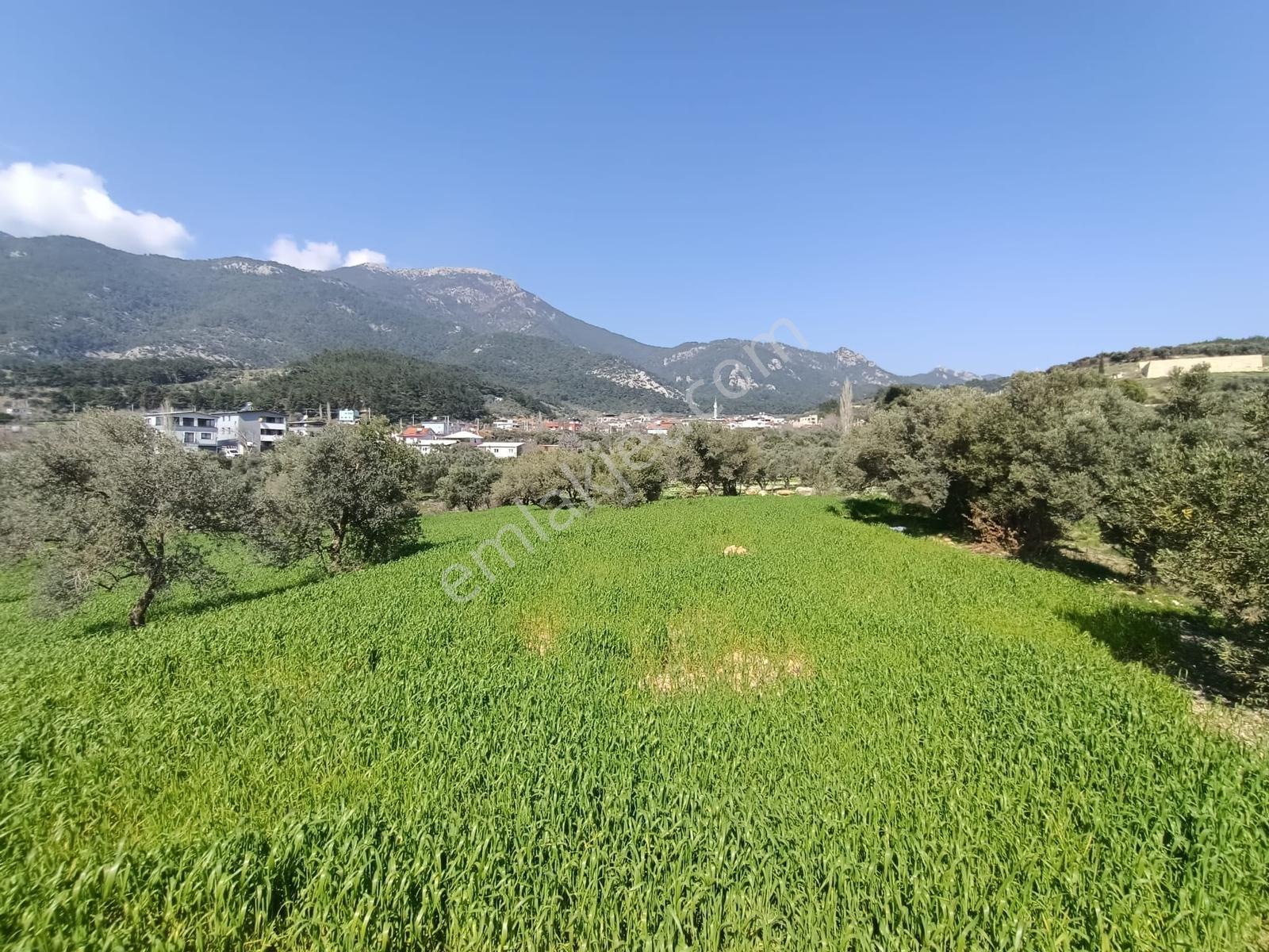 Muga'dan Kemalpaşa Vişnelide 4.380 M2 Satılık Zeytinli Tarla — fotoğraf 10