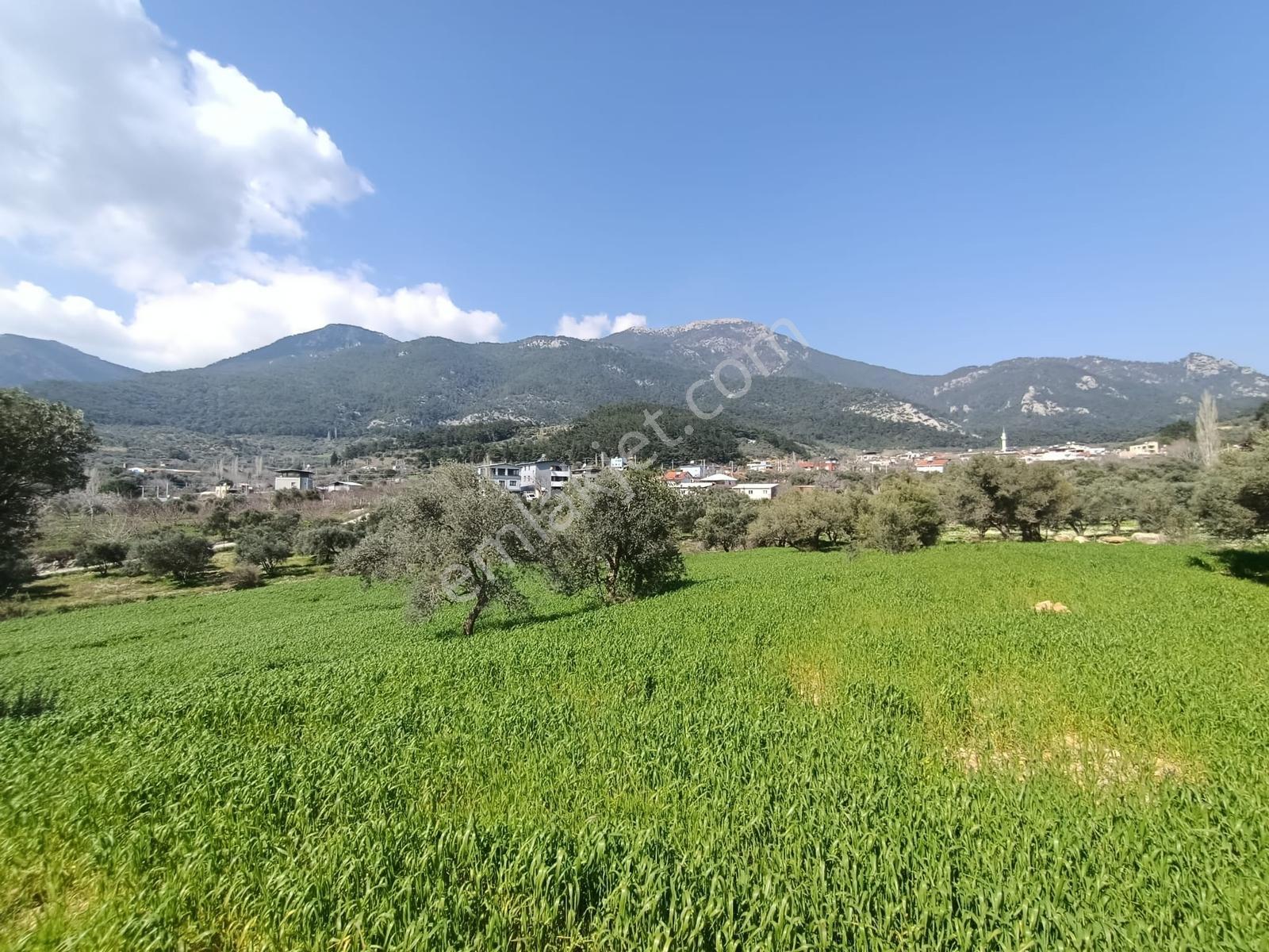 Muga'dan Kemalpaşa Vişnelide 4.380 M2 Satılık Zeytinli Tarla — fotoğraf 11