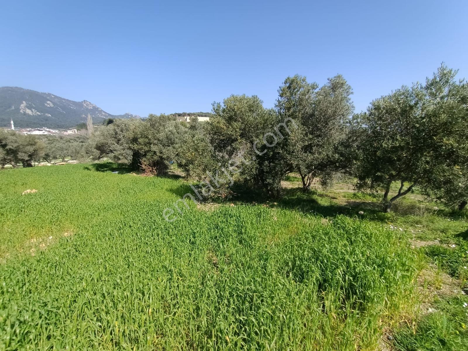 Muga'dan Kemalpaşa Vişnelide 4.380 M2 Satılık Zeytinli Tarla — fotoğraf 12