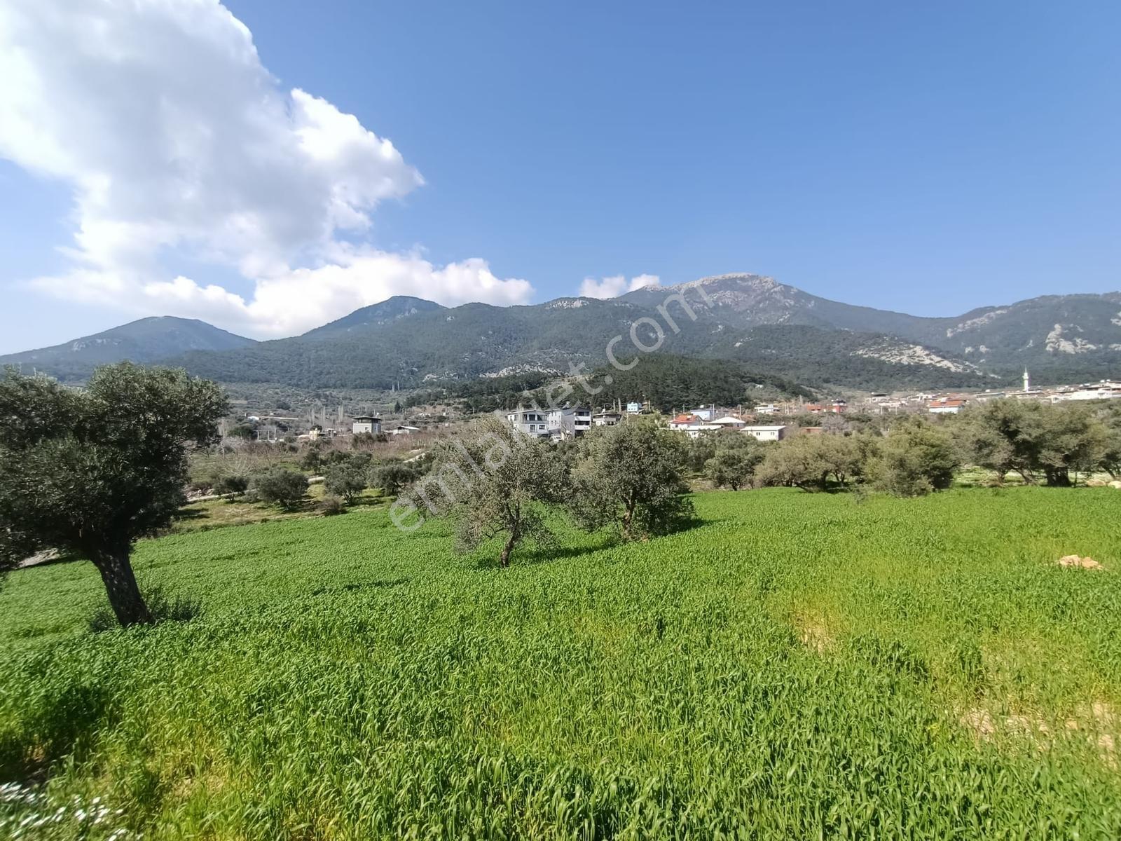 Muga'dan Kemalpaşa Vişnelide 4.380 M2 Satılık Zeytinli Tarla — fotoğraf 13