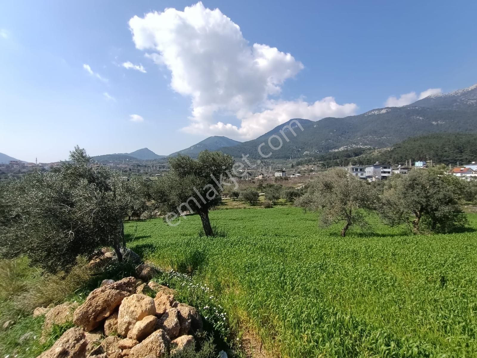 Muga'dan Kemalpaşa Vişnelide 4.380 M2 Satılık Zeytinli Tarla — fotoğraf 14