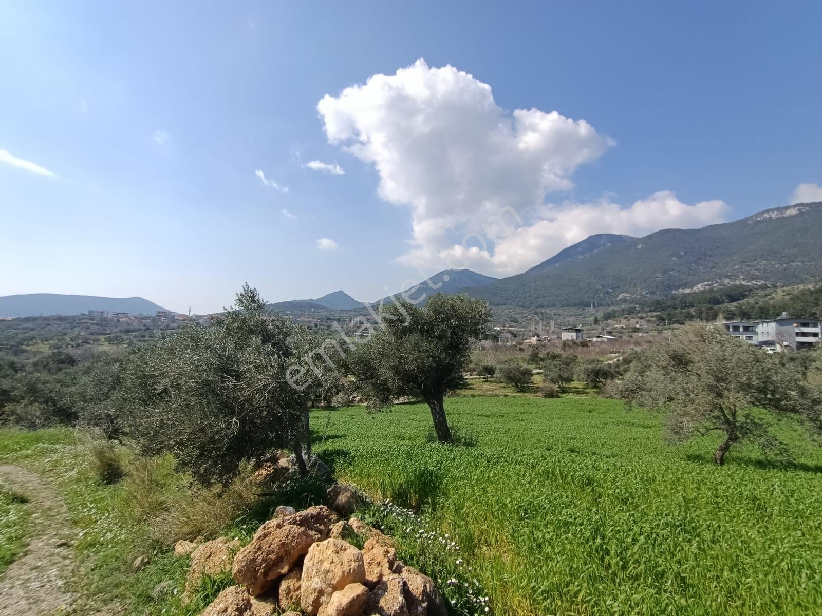 Muga'dan Kemalpaşa Vişnelide 4.380 M2 Satılık Zeytinli Tarla — fotoğraf 15