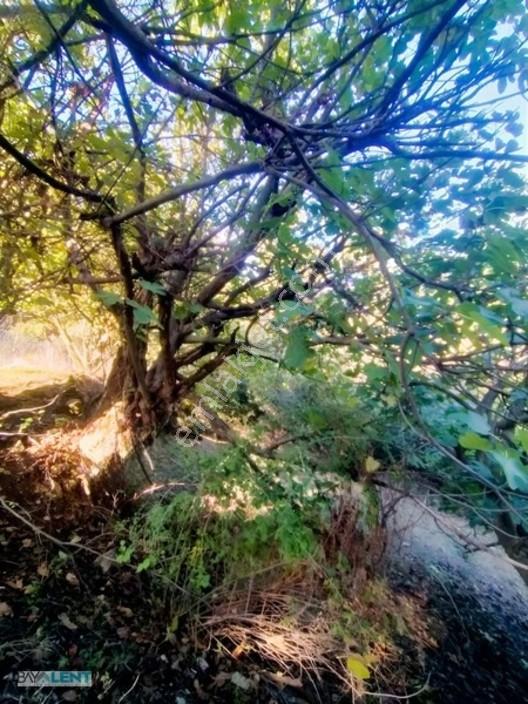 Altıeylül Çamköy'ün Merkezinde Konut İmarlı Satılık Arsalar — fotoğraf 16
