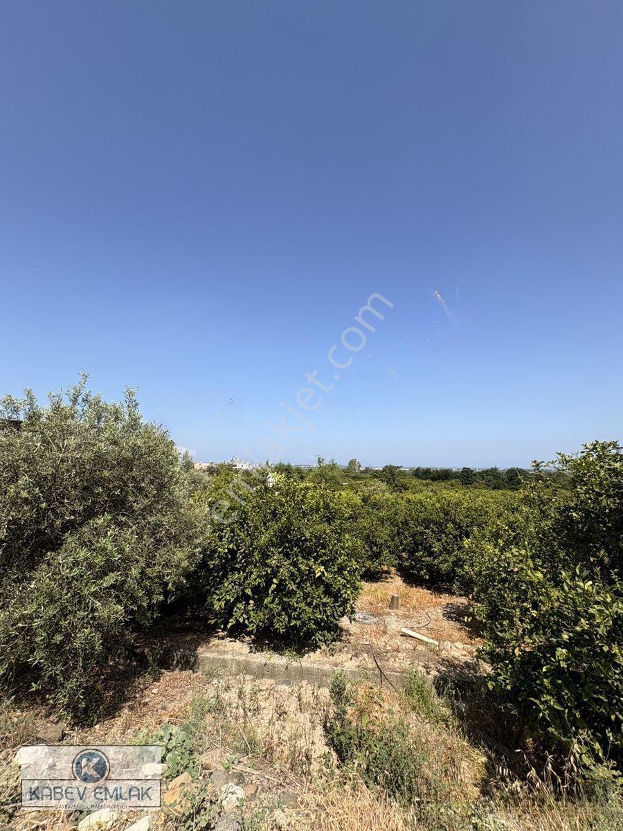 🌿arsuz Hacıahmetli De 4 Dönüm Satılık Bahçe‼️🍋 — fotoğraf 2