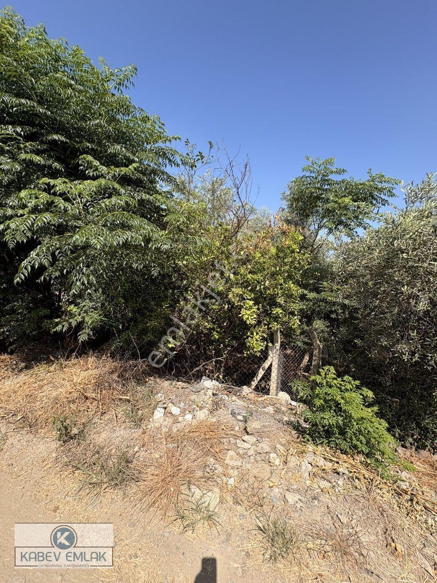🌿arsuz Hacıahmetli De 4 Dönüm Satılık Bahçe‼️🍋 — fotoğraf 3