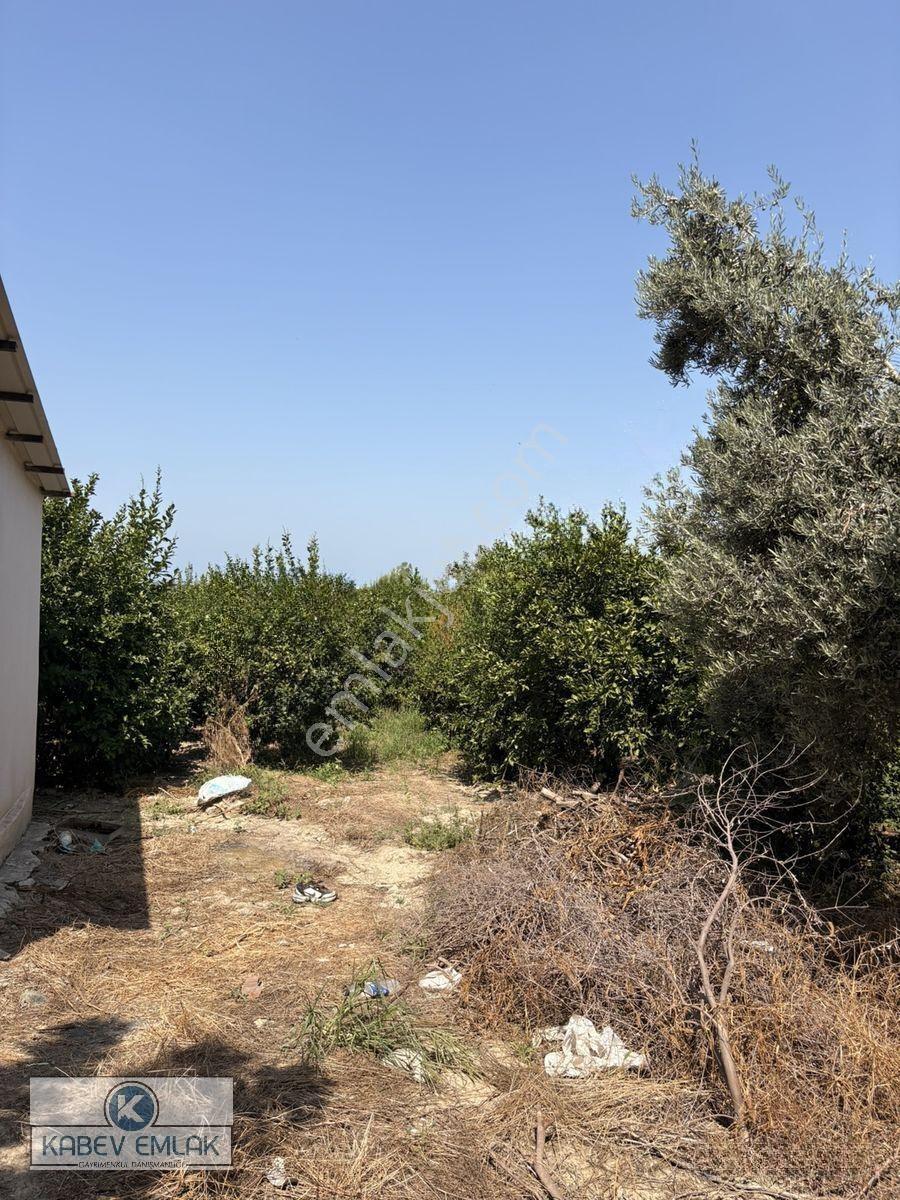🌿arsuz Hacıahmetli De 4 Dönüm Satılık Bahçe‼️🍋 — fotoğraf 6