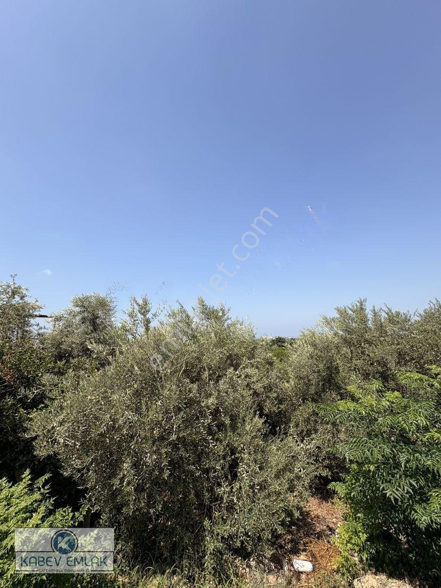 🌿arsuz Hacıahmetli De 4 Dönüm Satılık Bahçe‼️🍋 — fotoğraf 9